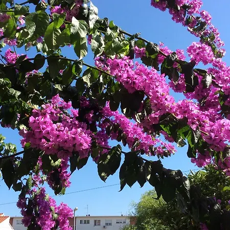 Apartment Paulina Trogir